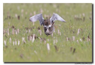 Wulp - Curlew