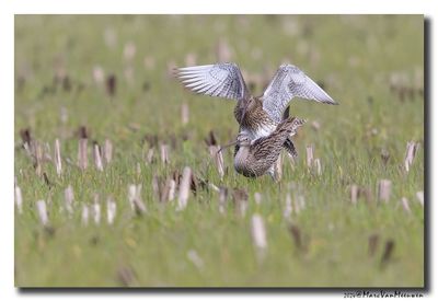 Wulp - Curlew 