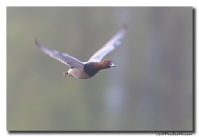 Tafeleend - Pochard