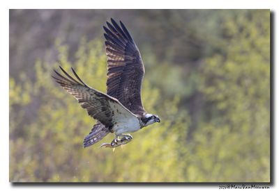 Visarend - Osprey