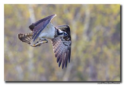 Visarend - Osprey