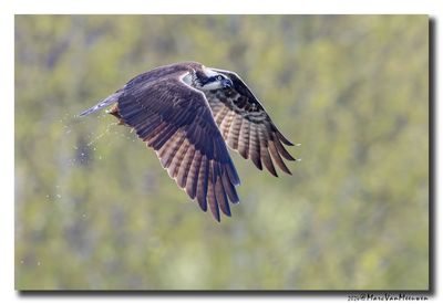 Visarend - Osprey
