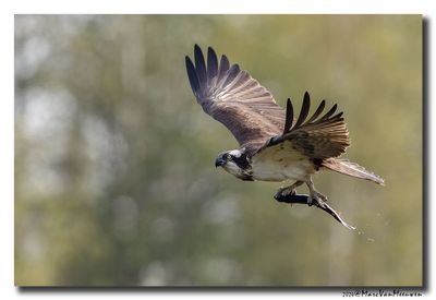 Visarend - Osprey