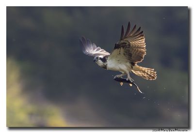 Visarend - Osprey