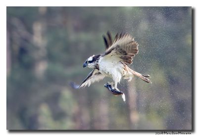 Visarend - Osprey