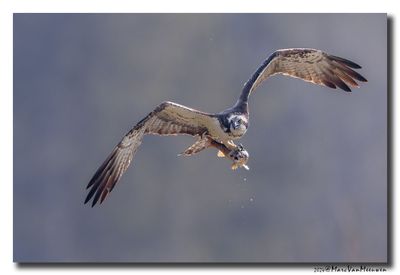 Visarend - Osprey