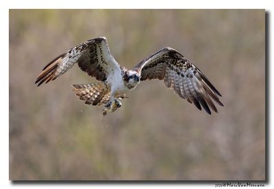 Visarend - Osprey