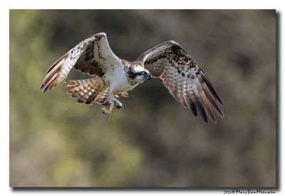 Visarend - Osprey