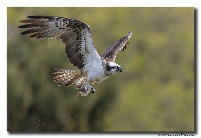 Visarend - Osprey