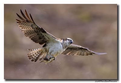 Visarend - Osprey