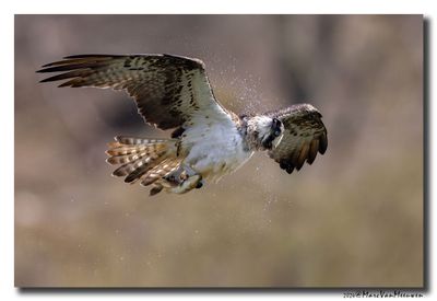 Visarend - Osprey