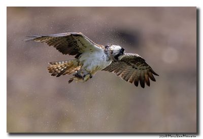Visarend - Osprey