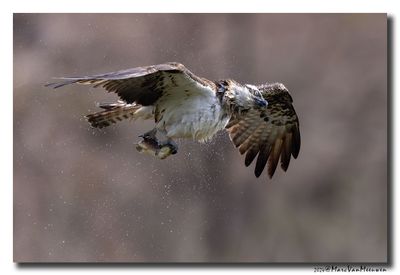 Visarend - Osprey