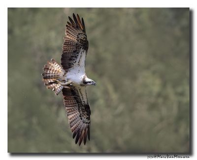 Visarend - Osprey  