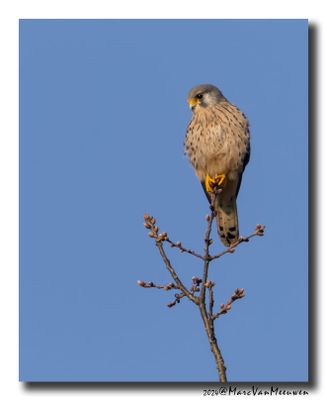 Torenvalk - Kestrel