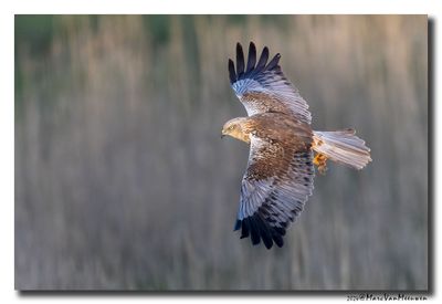 Bruine Kiekendief - Marsh Harrier