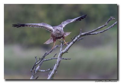 Bruine Kiekendief - Marsh Harrier