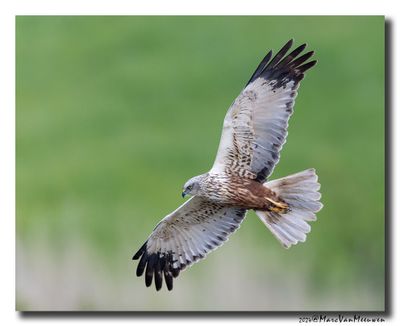 Bruine Kiekendief - Marsh Harrier