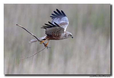 Bruine Kiekendief - Marsh Harrier