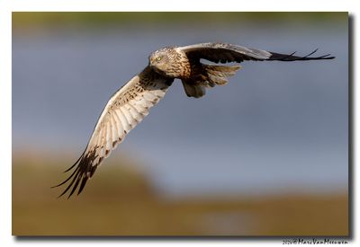 Bruine Kiekendief - Marsh Harrier