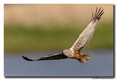 Bruine Kiekendief - Marsh Harrier