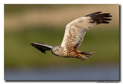 Bruine Kiekendief - Western Marsh Harrier