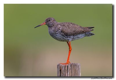 Tureluur - Redshank