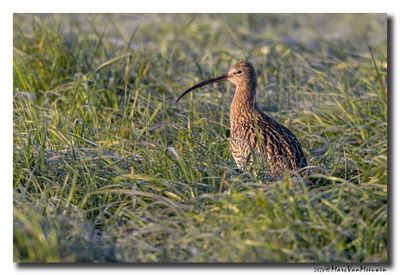Wulp - Curlew 