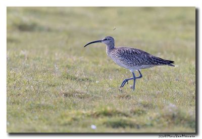 Regenwulp - Whimbrel