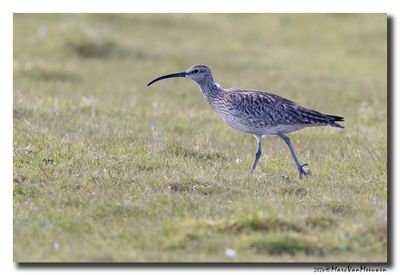 Regenwulp - Whimbrel