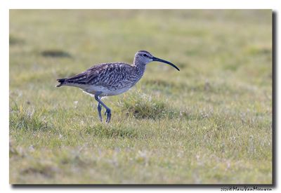 Regenwulp - Whimbrel