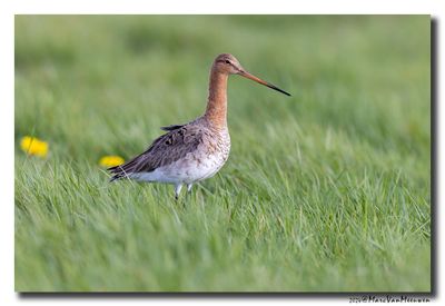Grutto - Black-tailed Godwit