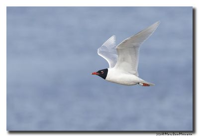 Zwartkopmeeuw - Mediterranean Gull