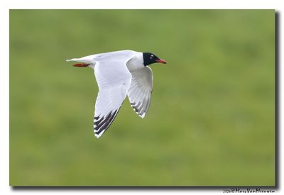 Zwartkopmeeuw - Mediterranean Gull
