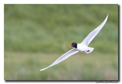 Zwartkopmeeuw - Mediterranean Gull