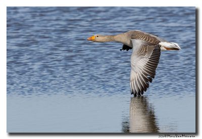 Grauwe Gans - Greylag Goose 