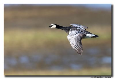 Brandgans - Barnacle Goose