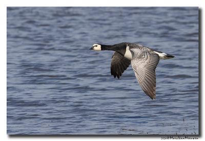 Brandgans - Barnacle Goose