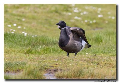 Rotgans - Dark-bellied Brent Goose
