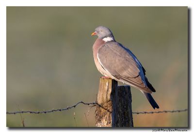 Houtduif - Wood Pigeon 