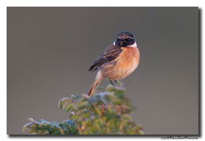 Roodborsttapuit - Stonechat