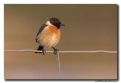 Roodborsttapuit - Stonechat