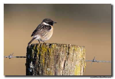 Roodborsttapuit - Stonechat