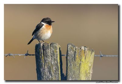 Roodborsttapuit - Stonechat