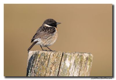 Roodborsttapuit - Stonechat