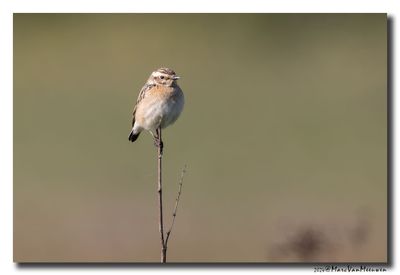 Paapje - Whinchat 