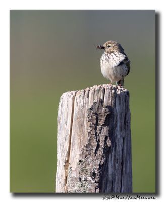 Graspieper - Meadow Pipit 