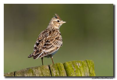 Veldleeuwerik - Skylark