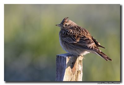 Veldleeuwerik - Skylark