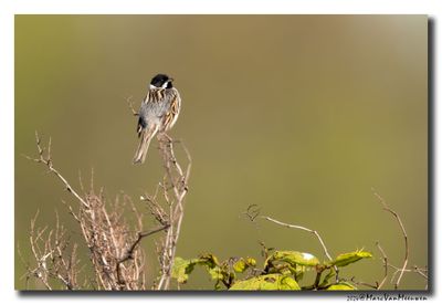 Rietgors - Reed Bunting